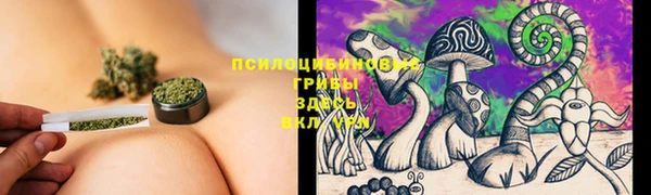 стаф Алзамай